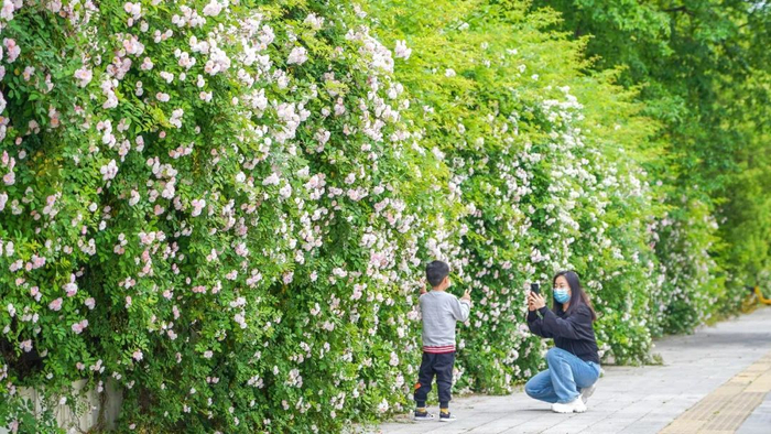 汉阳区晴川大道藤本月季花墙