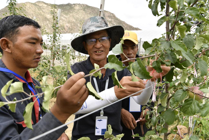 　　技术人员（中）在指导森布日村村民管理苹果树（资料图）。新华社记者张汝锋摄