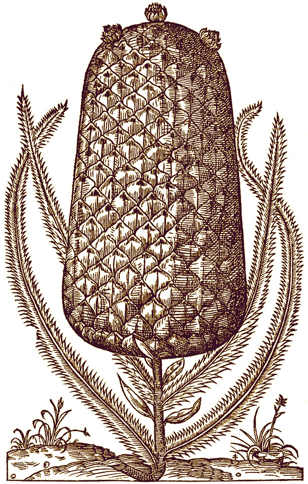 凤梨，美味的水果  泰韦，1557年。        商务印刷馆 图