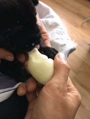 小狗一出生没了妈,主人自制奶瓶,小奶狗一吸就上瘾!