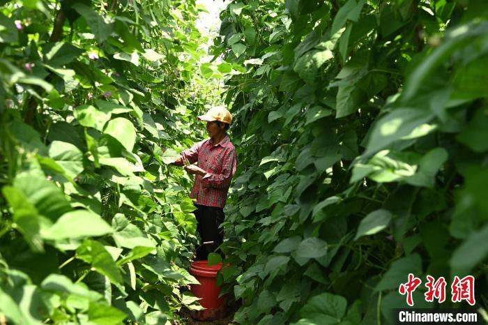 高层村村民在田间采摘蔬菜。　张金川 摄