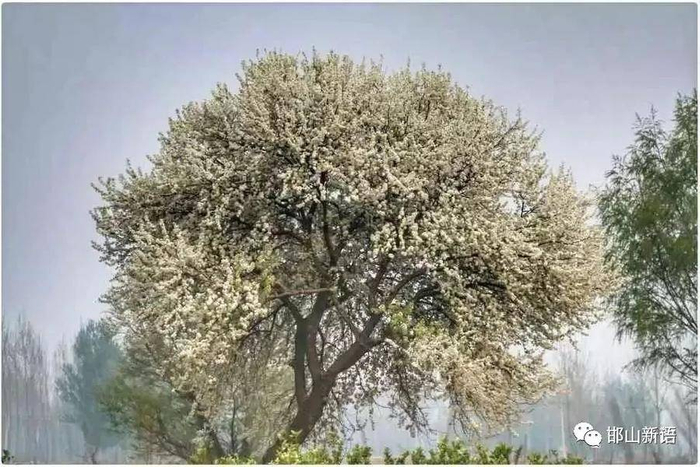 青未了|故乡的杜梨树|玉米_新浪新闻