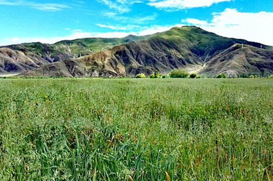     在西藏曲水的“兰箭1号”与燕麦混播实验田。兰州大学供图