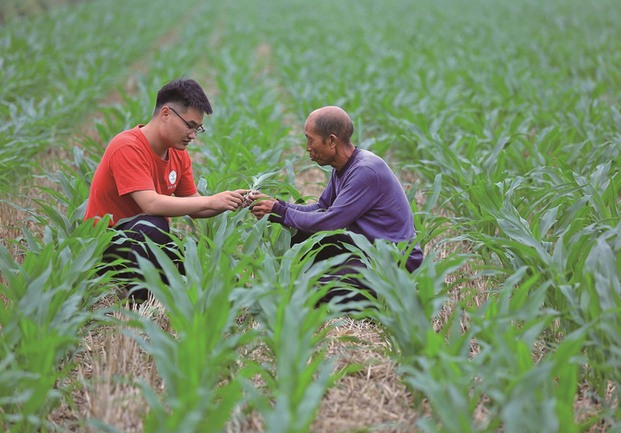 科技小院的同学在给村民讲解玉米种植知识。受访者供图