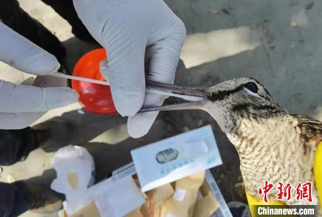 徐爱春团队为丘鹬做咽拭子采样。　中国计量大学供图