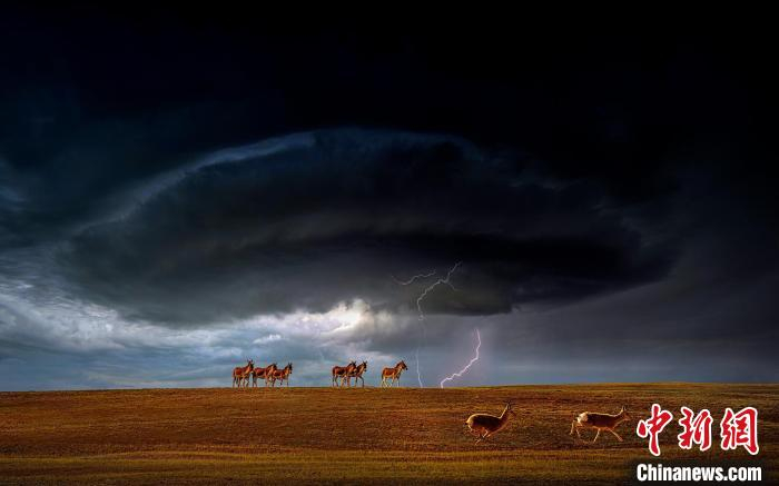 图为焦生福的作品《山雨欲来》。　青海省祁连山自然保护协会供图