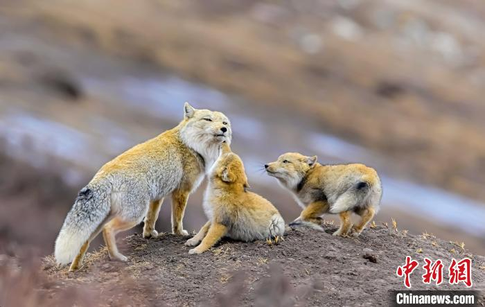 图为郝进芳的作品《欢乐的一家》。　青海省祁连山自然保护协会供图