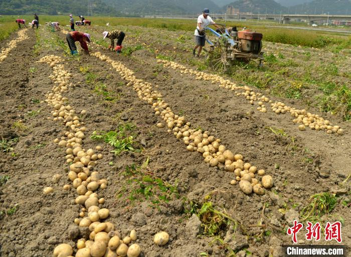图为4月26日，工人在示范基地采收“闽薯5号” 马铃薯。　张斌 摄