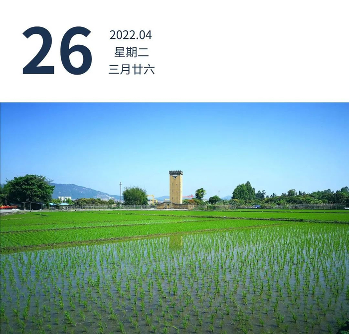 珠海市斗门区大濠冲村，禾苗充满生机长势喜人。两棵树的恩情 摄