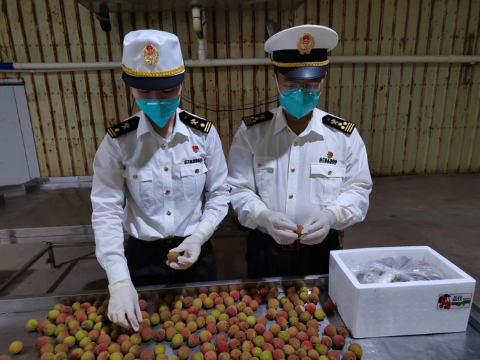茂名海关工作人员检查荔枝。