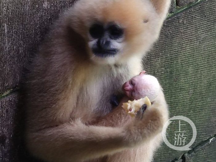 △北白颊长臂猿