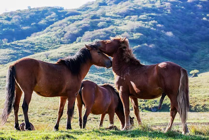 ▲风景如画的巫溪