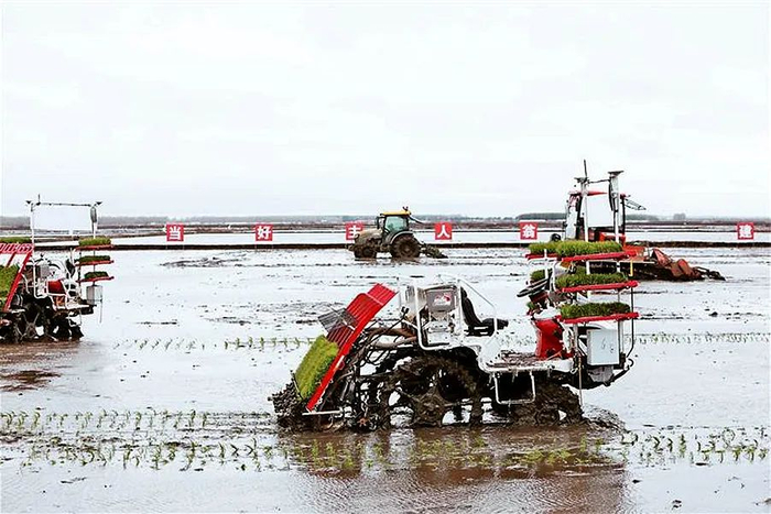 建三江无人驾驶插秧机、整地机在田间作业。高鹏飞摄