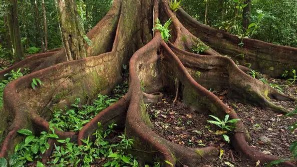 板状根、绞杀榕、 空中花园、老茎生花等常见的热带雨林景观汇总|地面|植物|树干|板根|乔木_新浪新闻