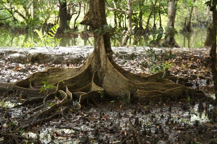 板状根、绞杀榕、 空中花园、老茎生花等常见的热带雨林景观汇总