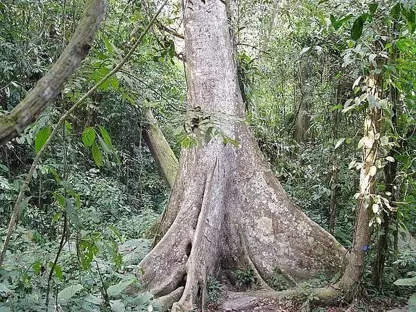 板状根、绞杀榕、 空中花园、老茎生花等常见的热带雨林景观汇总