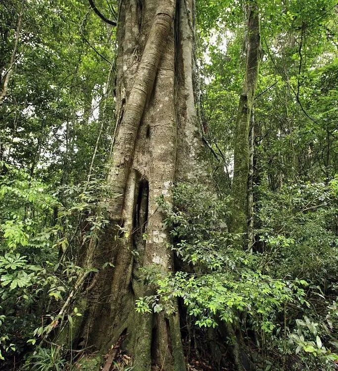 板状根、绞杀榕、 空中花园、老茎生花等常见的热带雨林景观汇总