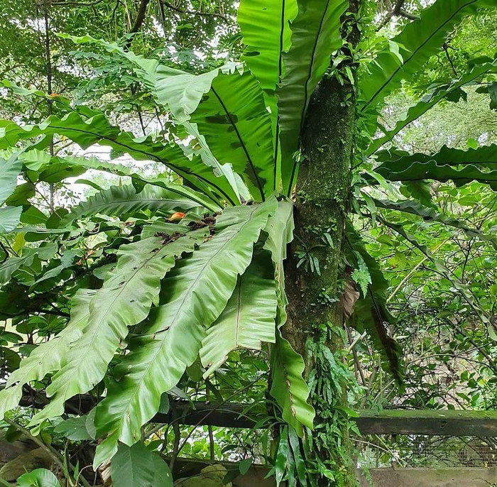 板状根、绞杀榕、 空中花园、老茎生花等常见的热带雨林景观汇总