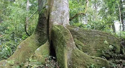 板状根、绞杀榕、 空中花园、老茎生花等常见的热带雨林景观汇总|地面|植物|树干|板根|乔木_新浪新闻
