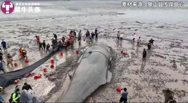 4月19日发现抹香鲸搁浅后，当地展开救援