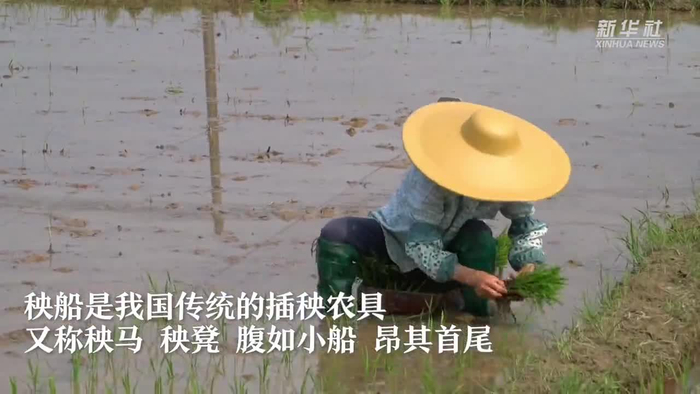 坐着小船插秧你见过吗?广西横州古老秧船田里漂