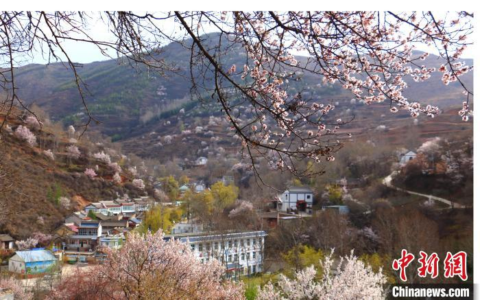 图为杏花在山间梯田盛开。　马万安 摄
