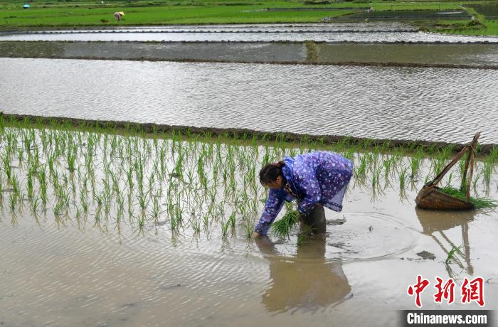 图为罗城县东门镇横岸村农民冒雨在早稻田间插秧。　廖光福 摄