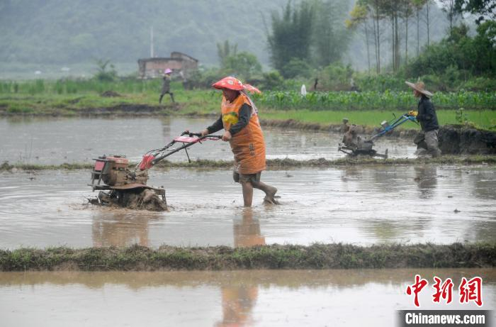 图为广西罗城县东门镇横岸村农民冒雨在早稻田间耙田，准备插秧。　廖光福 摄