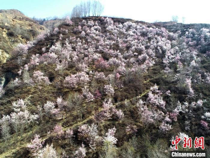 图为梯田上盛开的杏花，美不胜收。　马万安 摄
