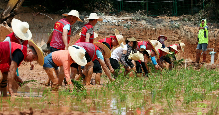 穿亮黄色防晒衣的黄坚，在田边负责拉基准线。