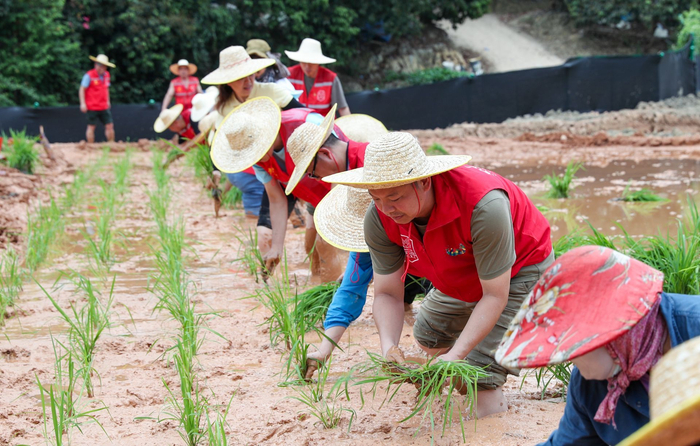志愿红和秧苗绿，互相呼应
