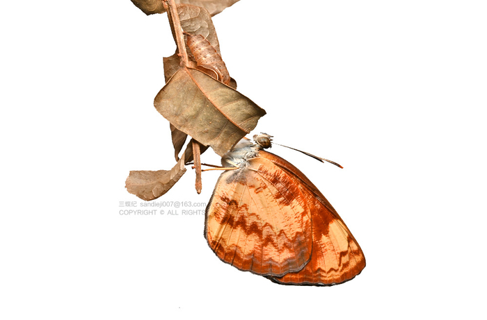 金蟠蛱蝶羽化