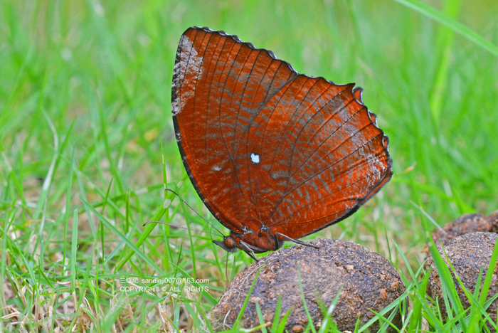 吸食粪便的翠袖锯眼蝶