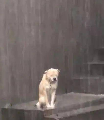大雨倾盆时狗狗被淋透，脖子有枷锁，默默在雨里哭泣