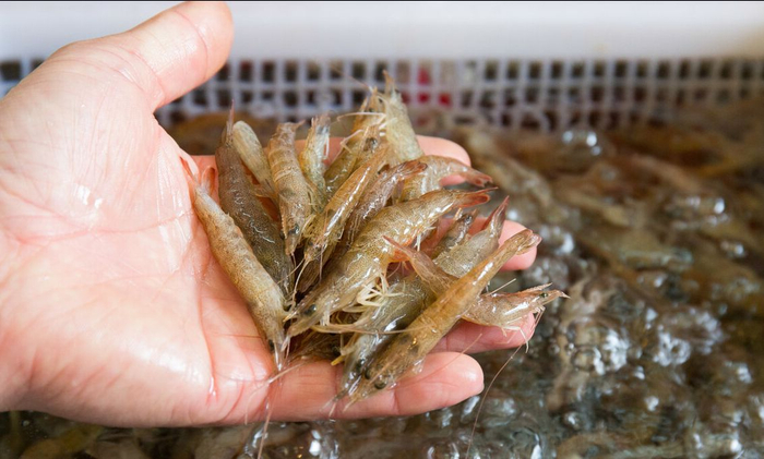 去南沙必吃的8种美食,味道各有千秋,不知情的还以为你是南沙人