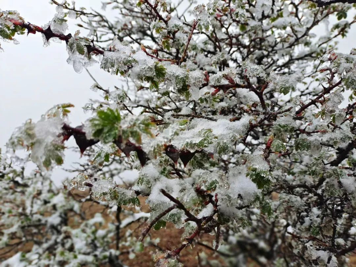 楚雄州委宣传部 供图