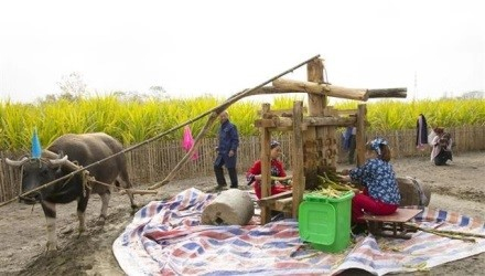 翟铺村村民用牛拉木辘榨取甘蔗汁。（受访者供图）