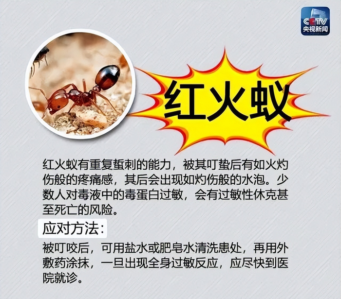 红火蚁正扩散,小火蚁又现身我国,南美来的蚂蚁为何让国人苦恼?