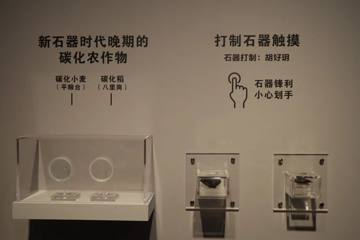 打制石器、植物标本互动区