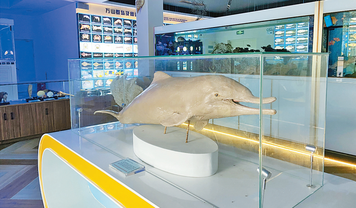 万山海洋生物科普馆展出的海豚标本。 万山镇政府供图