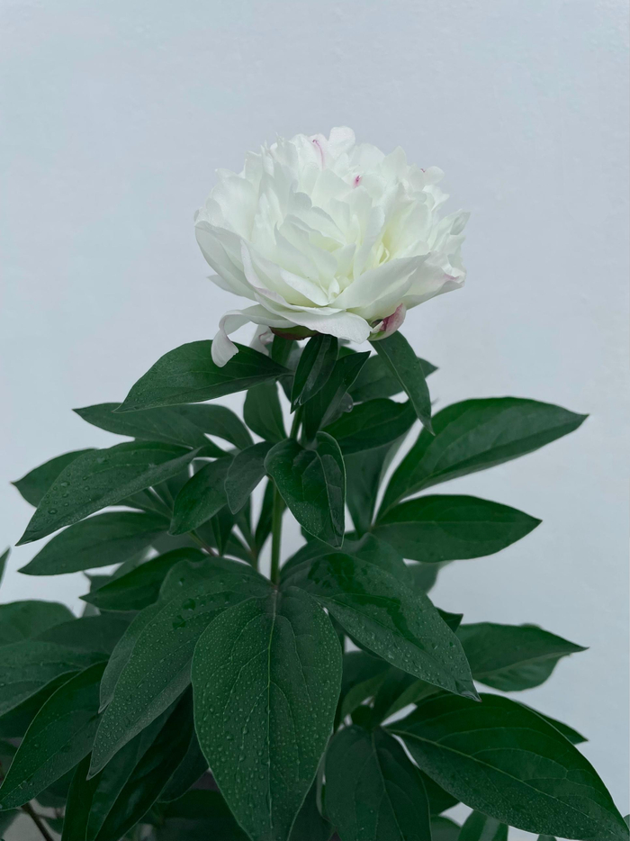 五月芍药 澎湃新闻 图