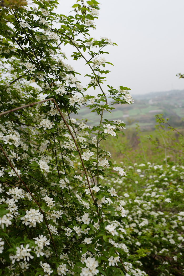 单瓣白木香，摄于四川自贡。 咫尺 图