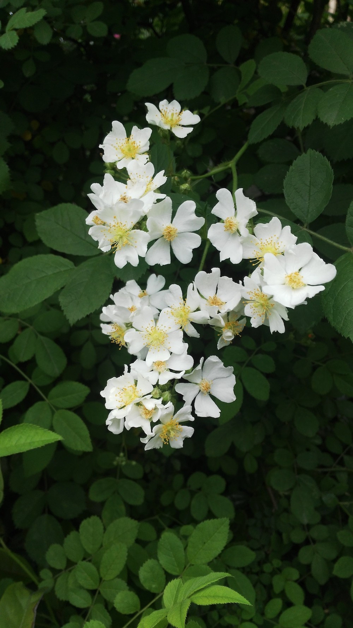 野蔷薇，摄于重庆。   周敏 图