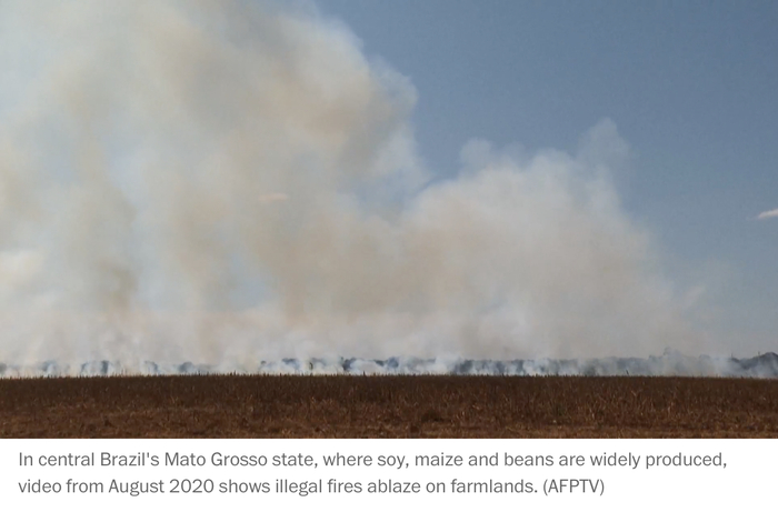 巴西马托格罗索州非法焚烧森林 2020年8月视频截图