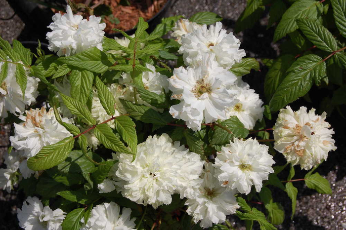 花重瓣，白色，芳香，直径3-5厘米。 susigarden 图