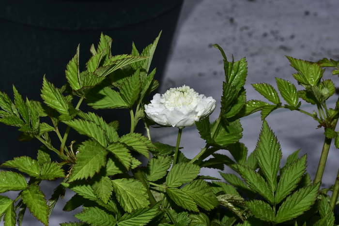 南京中山植物园栽培的重瓣空心泡。  刘兴剑 图