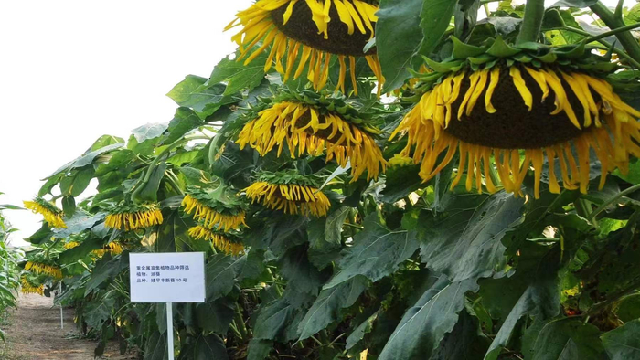 油葵治理镉污染土壤的试验田。中国农科院供图