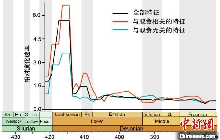 肺鱼类特征的演化速率。　崔心东  供图