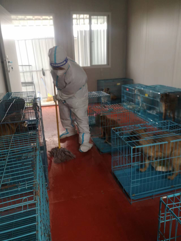 宠物医生在打扫狗舍和清洗托盘。