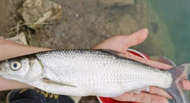 京东白条逾期协商还款 逾期了怎么处理最合适